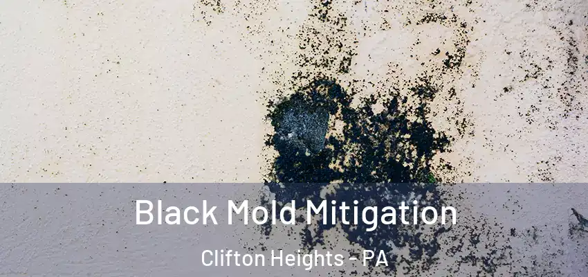 Black Mold Mitigation Clifton Heights - PA