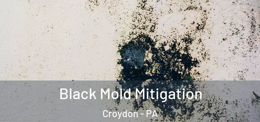 Black Mold Mitigation Croydon - PA