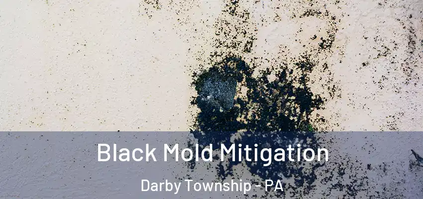 Black Mold Mitigation Darby Township - PA