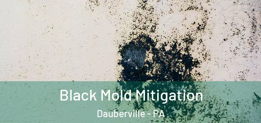 Black Mold Mitigation Dauberville - PA