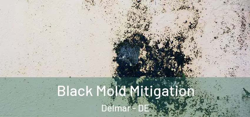 Black Mold Mitigation Delmar - DE