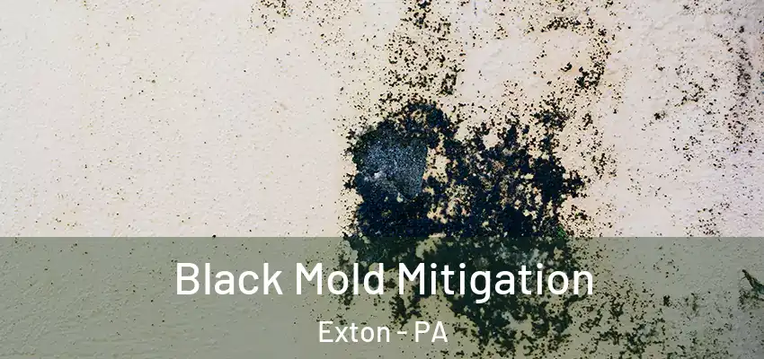 Black Mold Mitigation Exton - PA