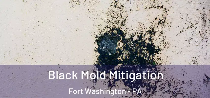 Black Mold Mitigation Fort Washington - PA
