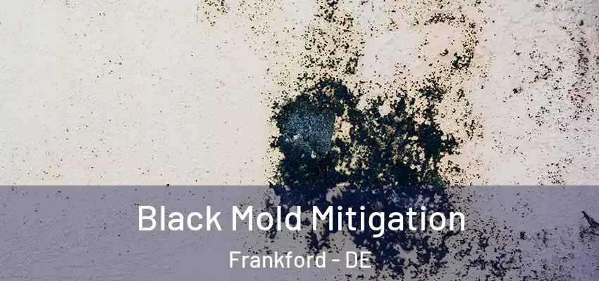 Black Mold Mitigation Frankford - DE