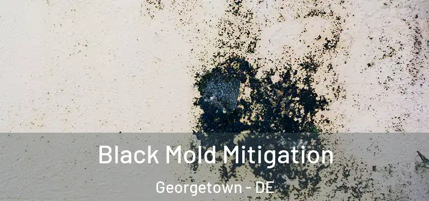Black Mold Mitigation Georgetown - DE