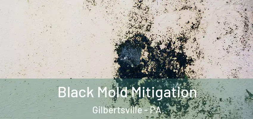 Black Mold Mitigation Gilbertsville - PA