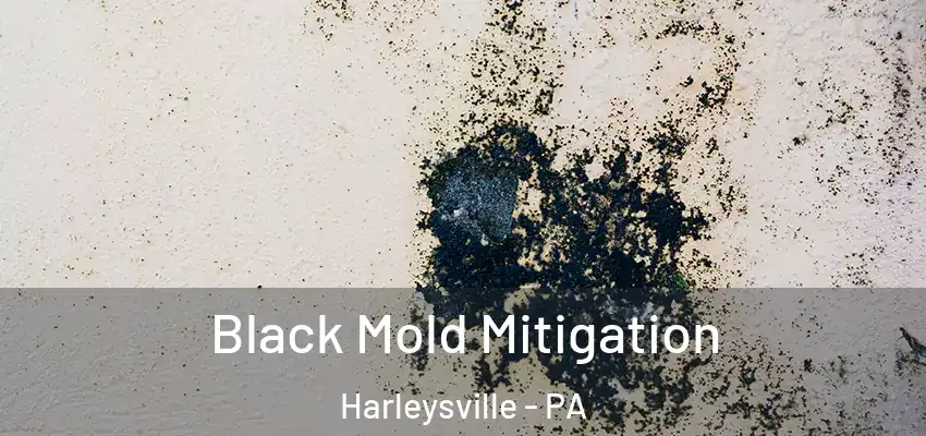 Black Mold Mitigation Harleysville - PA