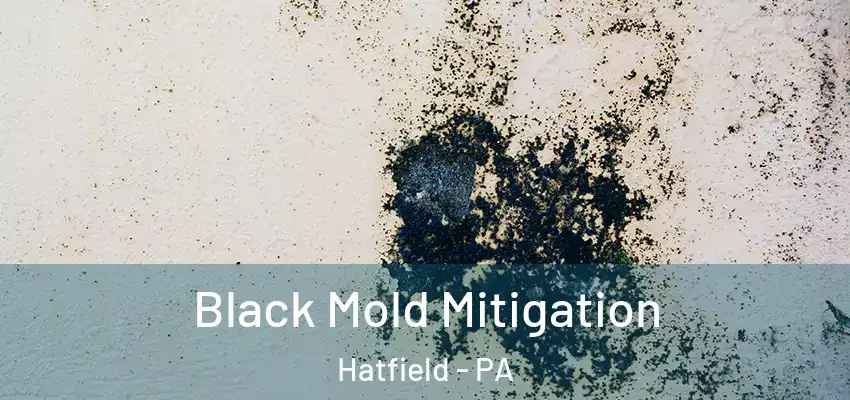 Black Mold Mitigation Hatfield - PA