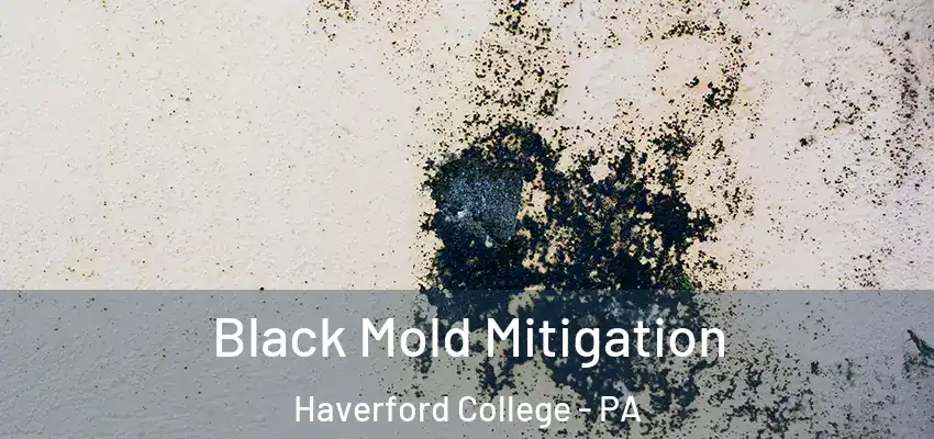  Black Mold Mitigation Haverford College - PA