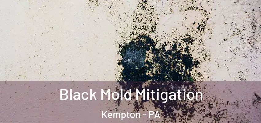 Black Mold Mitigation Kempton - PA