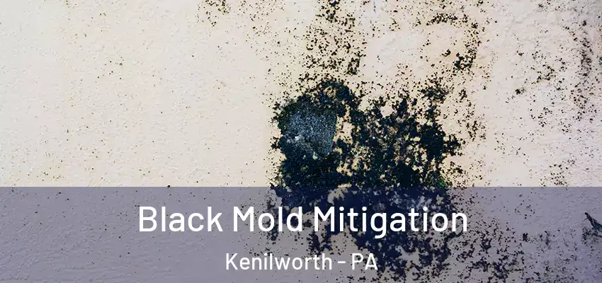  Black Mold Mitigation Kenilworth - PA