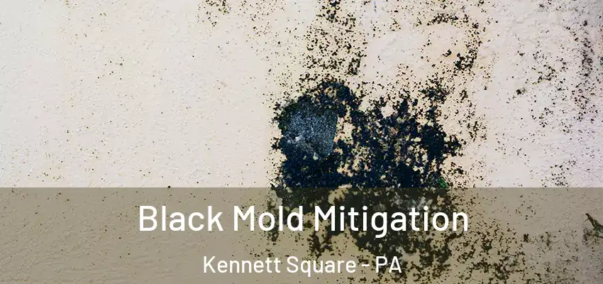 Black Mold Mitigation Kennett Square - PA