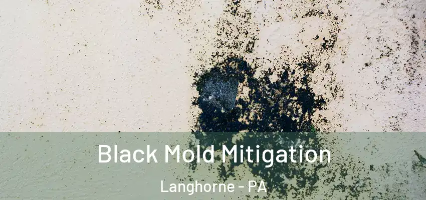 Black Mold Mitigation Langhorne - PA