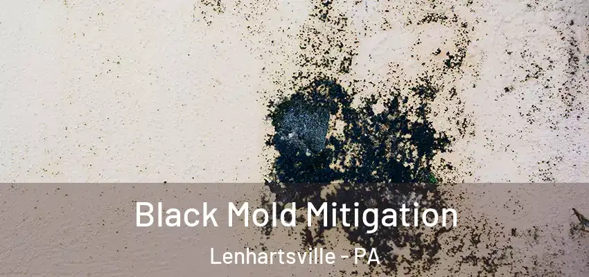 Black Mold Mitigation Lenhartsville - PA
