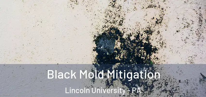  Black Mold Mitigation Lincoln University - PA