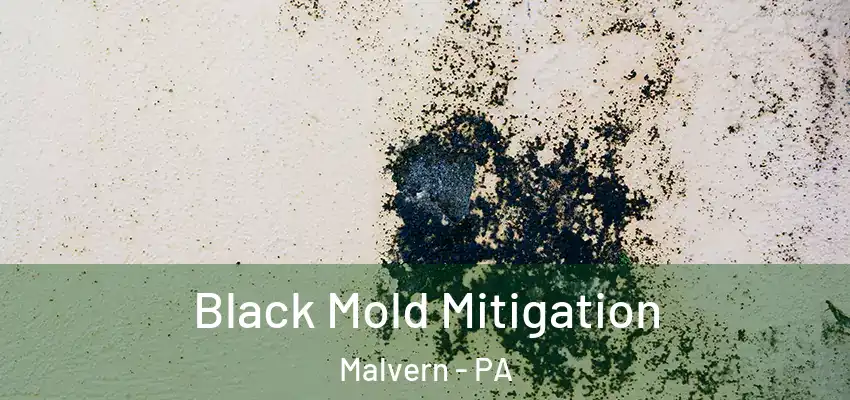 Black Mold Mitigation Malvern - PA