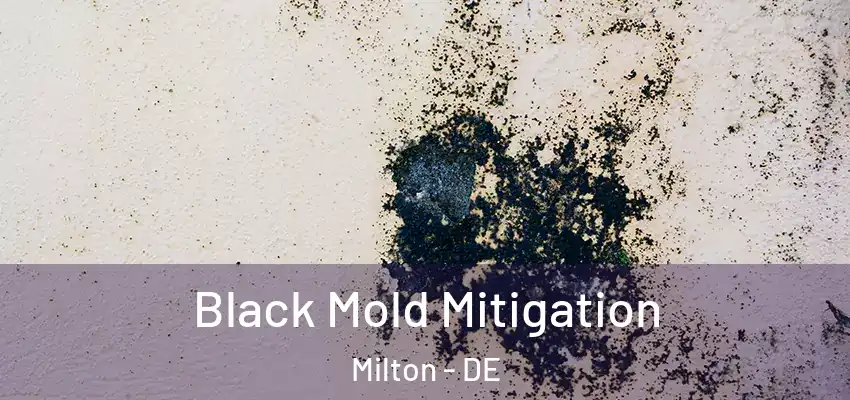  Black Mold Mitigation Milton - DE