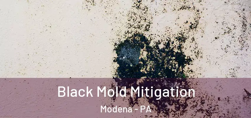 Black Mold Mitigation Modena - PA