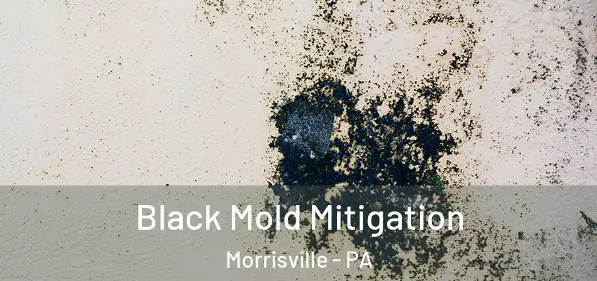 Black Mold Mitigation Morrisville - PA