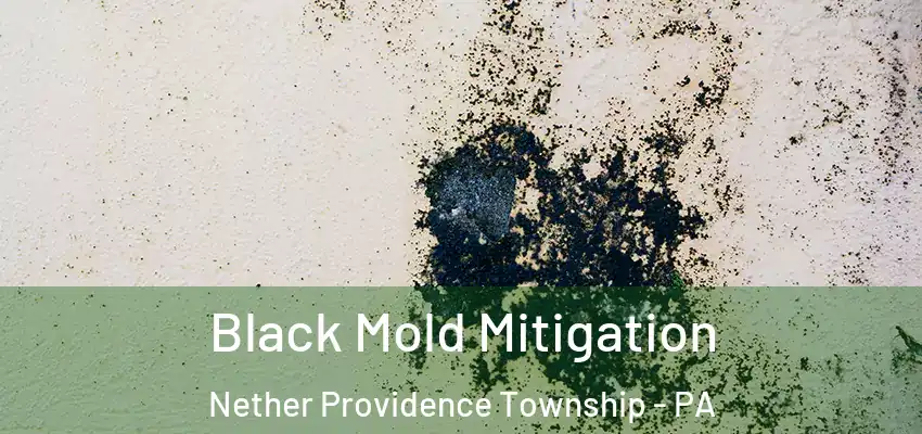  Black Mold Mitigation Nether Providence Township - PA