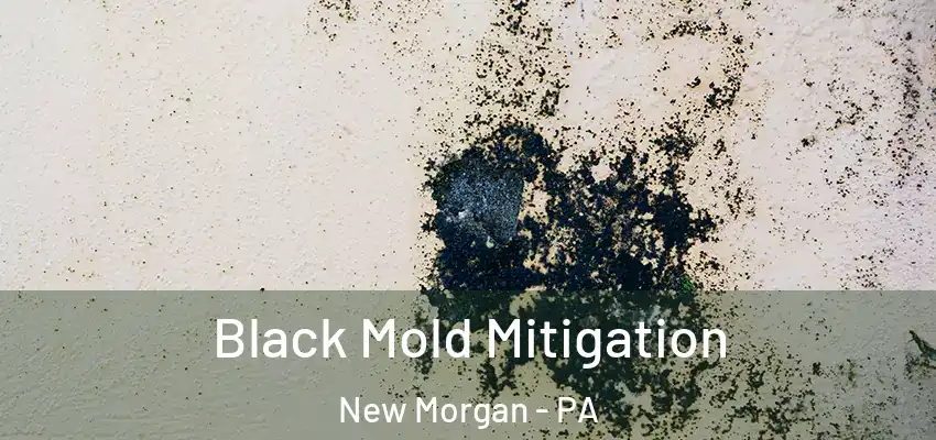  Black Mold Mitigation New Morgan - PA