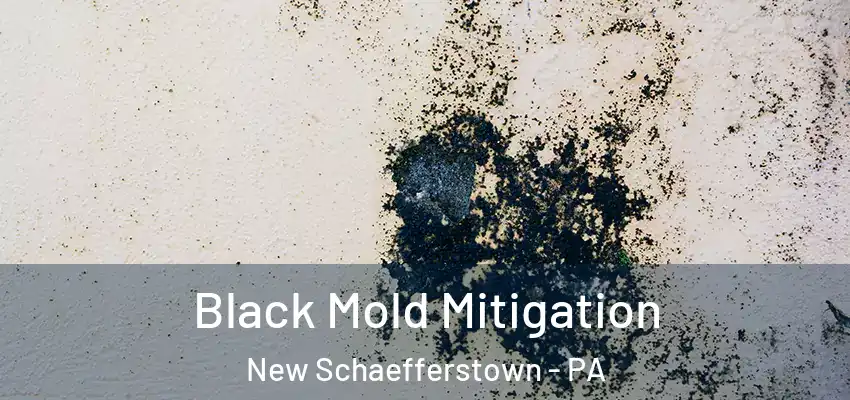  Black Mold Mitigation New Schaefferstown - PA
