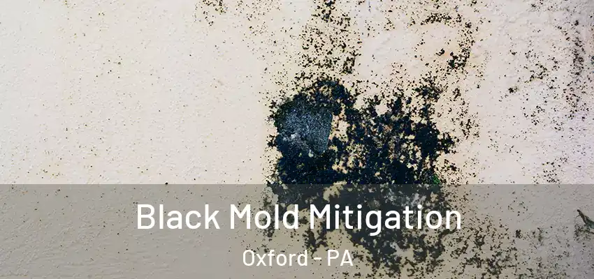  Black Mold Mitigation Oxford - PA