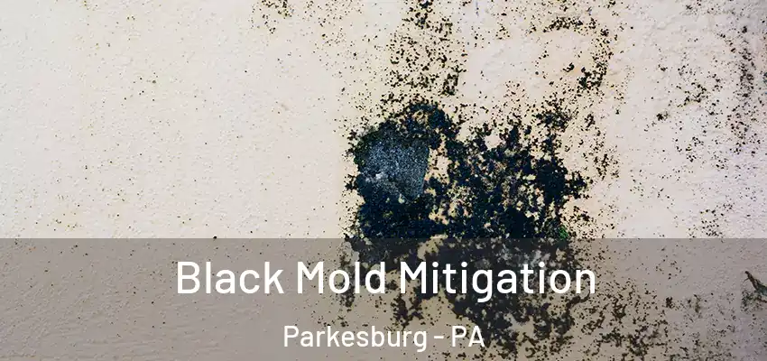 Black Mold Mitigation Parkesburg - PA