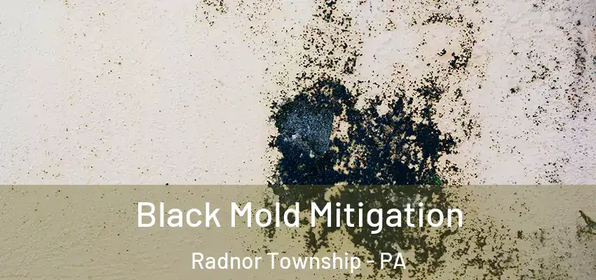 Black Mold Mitigation Radnor Township - PA