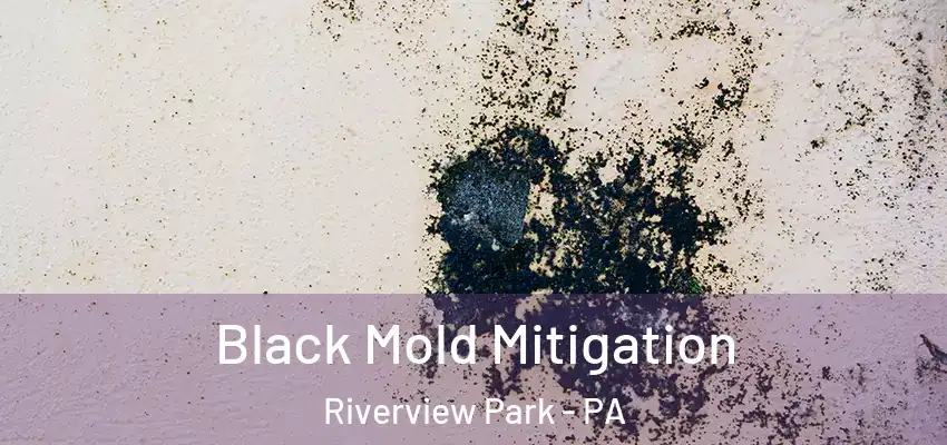  Black Mold Mitigation Riverview Park - PA