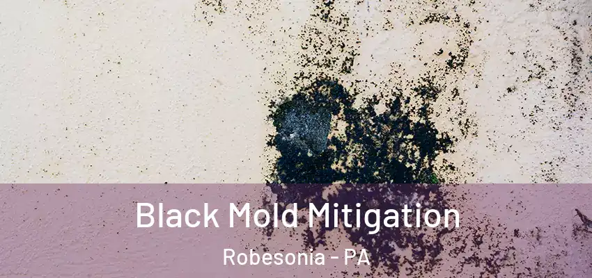  Black Mold Mitigation Robesonia - PA