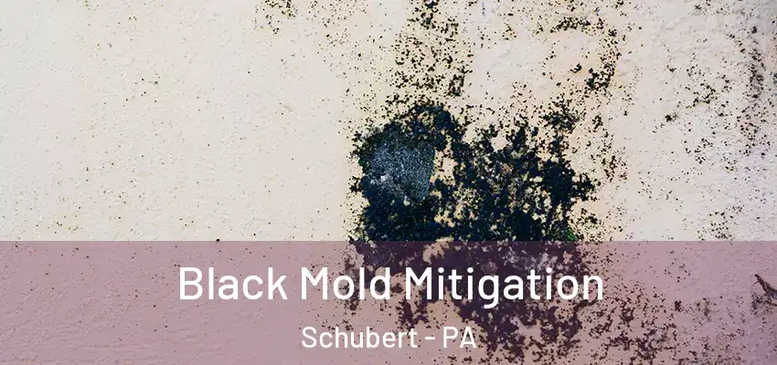 Black Mold Mitigation Schubert - PA