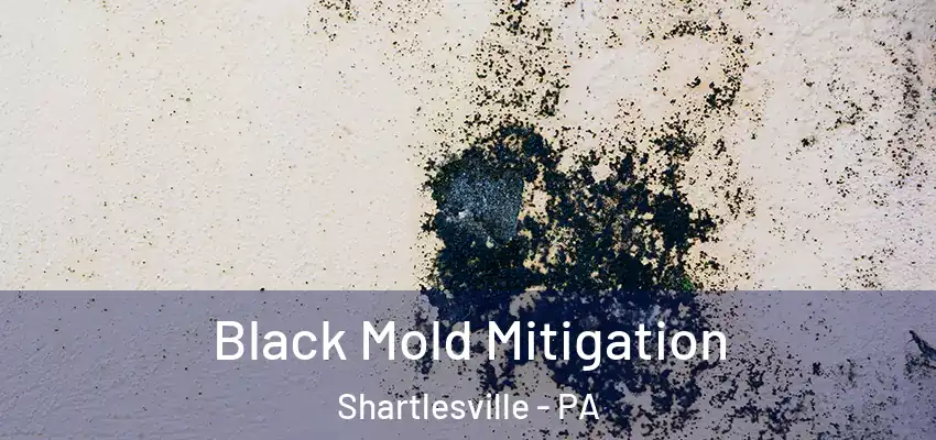  Black Mold Mitigation Shartlesville - PA