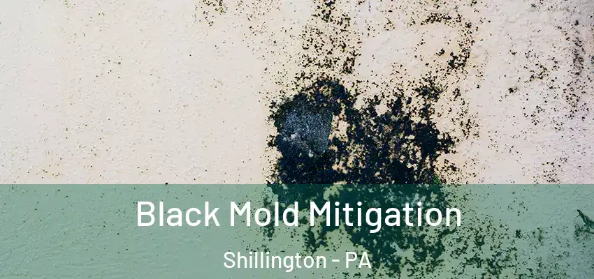  Black Mold Mitigation Shillington - PA
