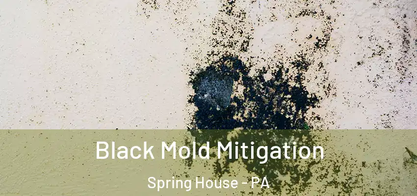  Black Mold Mitigation Spring House - PA