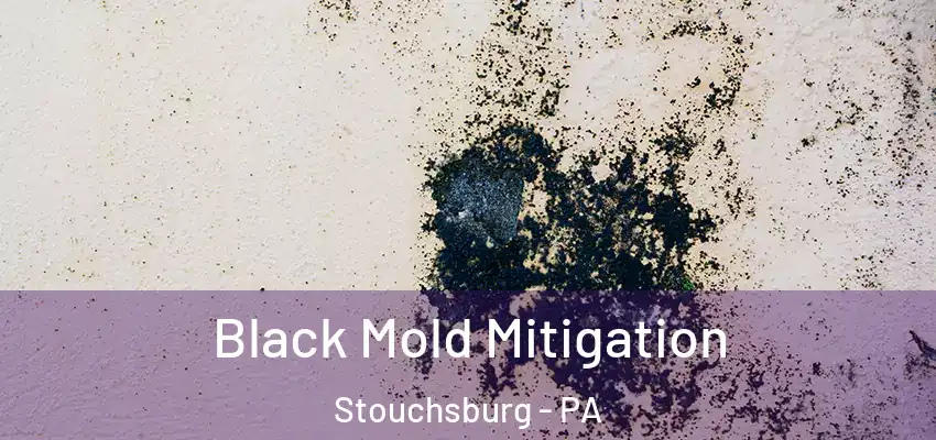  Black Mold Mitigation Stouchsburg - PA