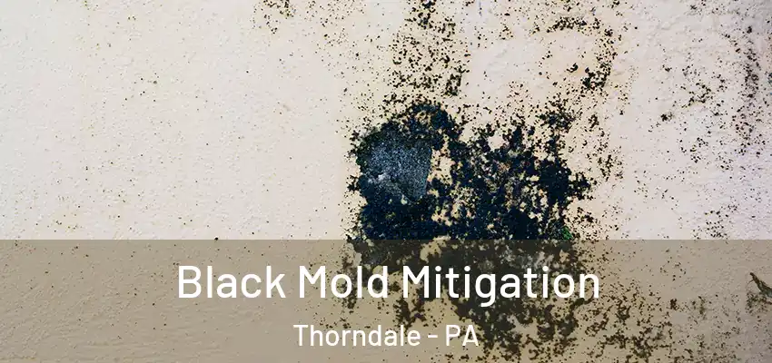  Black Mold Mitigation Thorndale - PA