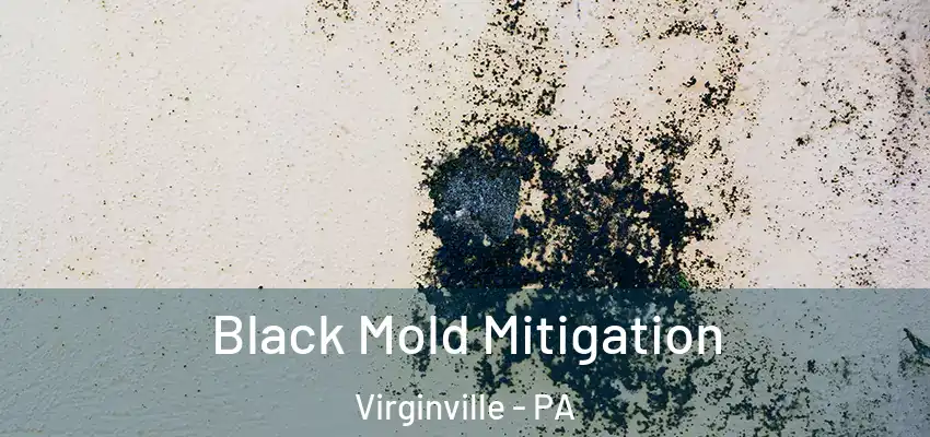  Black Mold Mitigation Virginville - PA