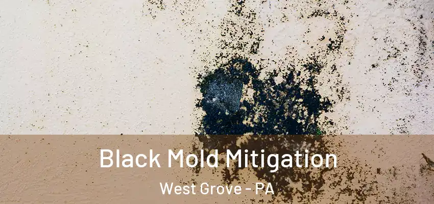  Black Mold Mitigation West Grove - PA