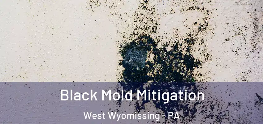  Black Mold Mitigation West Wyomissing - PA
