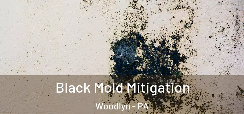 Black Mold Mitigation Woodlyn - PA