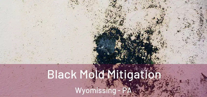  Black Mold Mitigation Wyomissing - PA