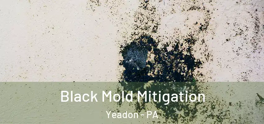  Black Mold Mitigation Yeadon - PA
