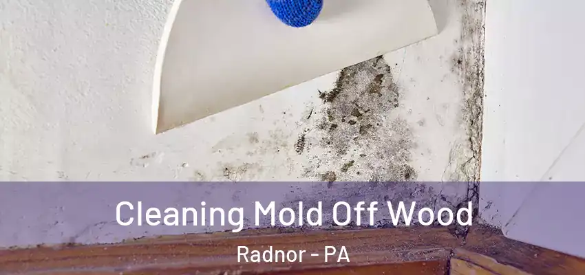  Cleaning Mold Off Wood Radnor - PA