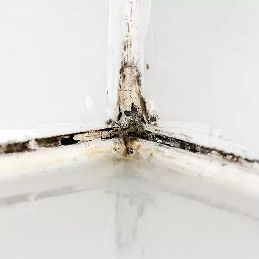 Trusted Black Mold in Shower Experts in Woodbourne, PA