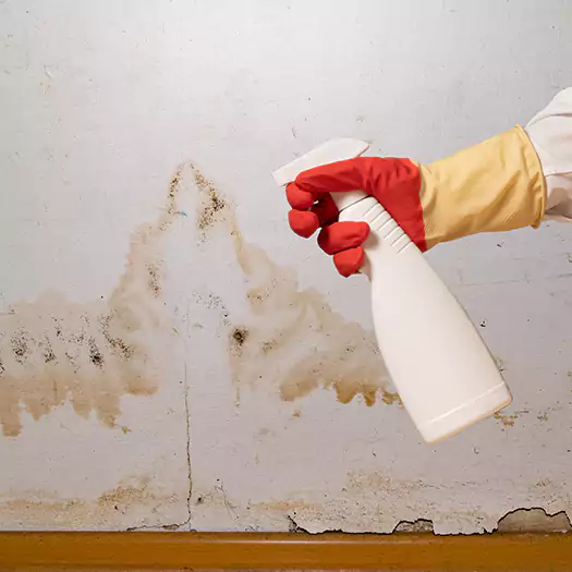 Trusted Black Mold Mitigation Specialists in Woodbourne, PA