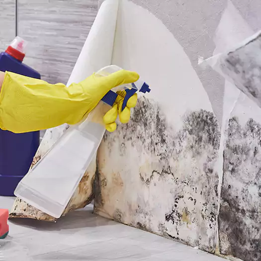 Reliable Mold Abatement Specialists in Woodbourne, PA