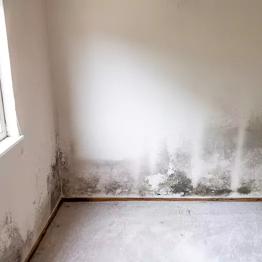 Trusted Mold Cleanup Specialists in Woodbourne, PA