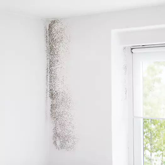 Trusted Mold Eradication Professionals Serving in Woodbourne, PA