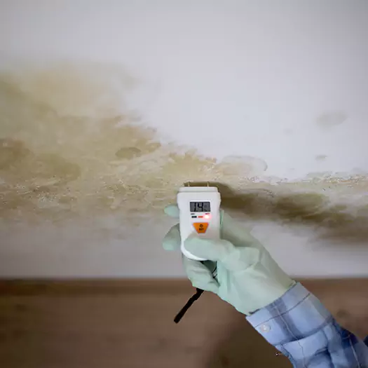 Reliable Mold Inspection Experts in Woodbourne, PA